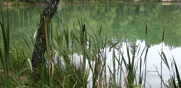 Ożarowskie „morskie oko” - perełka wśród lasów Nadleśnictwa Wieluń